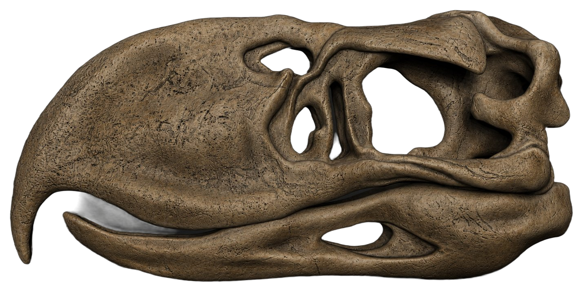 Life-size Terror Bird skull replica with hooked beak