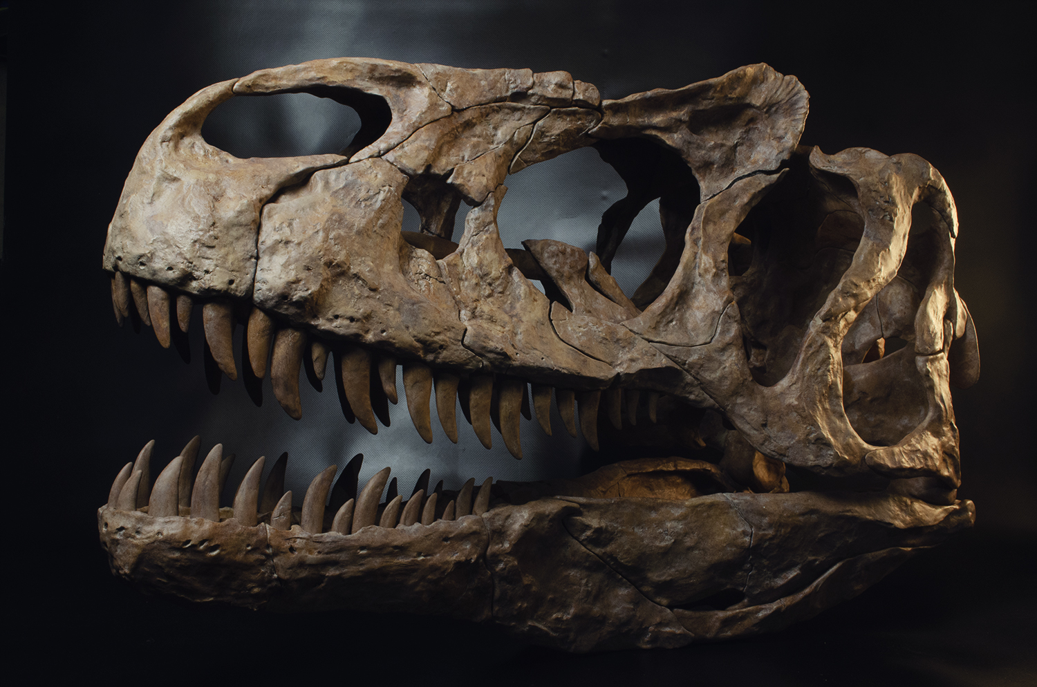 Life-size replica T. rex style skull, hand-finished and lit like a museum exhibit