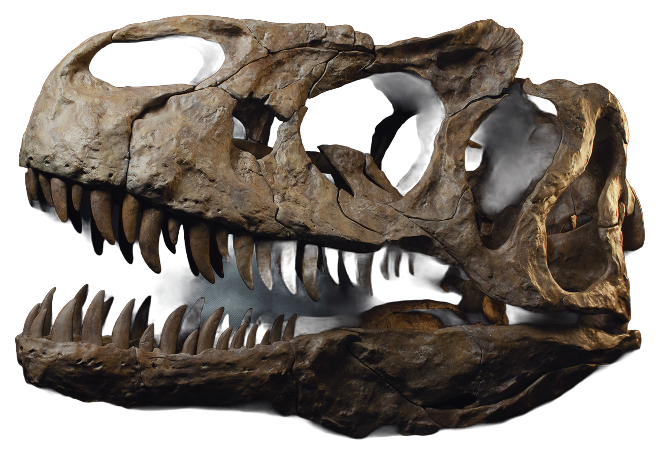 Life-size replica skull, hand-finished by Extinct Displays